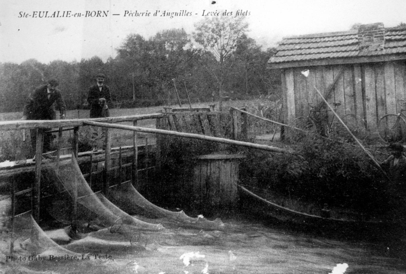 Pêcherie d'anguilles